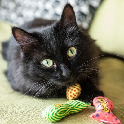 Zoom bild av Yeowww! Stinky 8 cm catnip äkta ekologisk kattmynta kattleksak liten fisk gul röd grön stinkies populär bästa kattleksaken