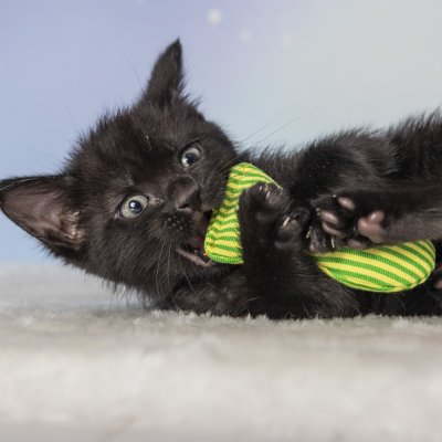 Zoom bild av Yeowww! Stinky 8 cm catnip äkta ekologisk kattmynta kattleksak liten fisk gul röd grön stinkies populär bästa kattleksaken