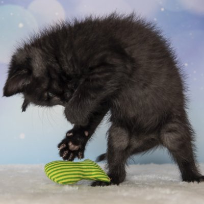 Zoom bild av Yeowww! Stinky 8 cm catnip äkta ekologisk kattmynta kattleksak liten fisk gul röd grön stinkies populär bästa kattleksaken